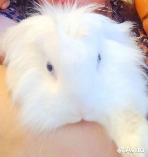 Декоративные кролики