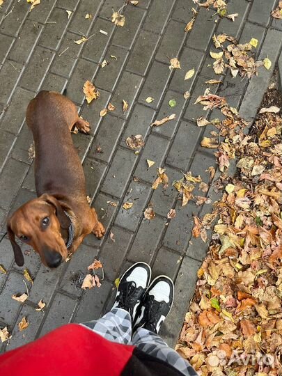 Такса вязка мальчик