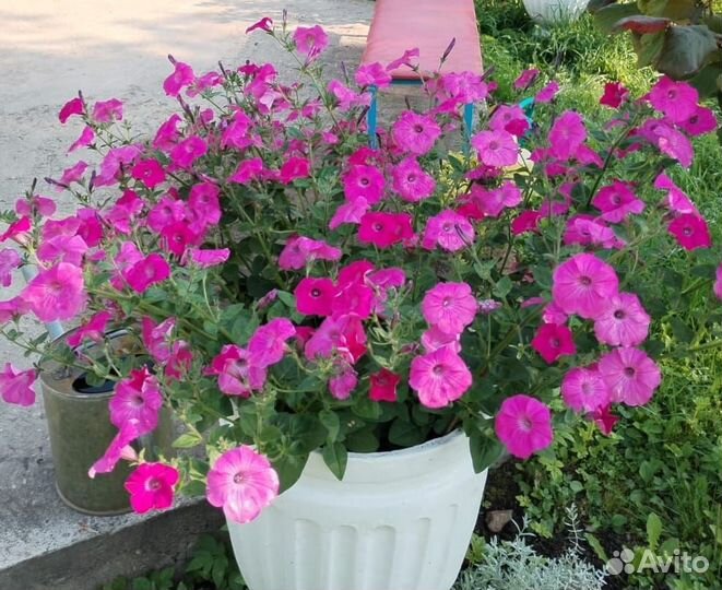 Гигантская каскадная петуния