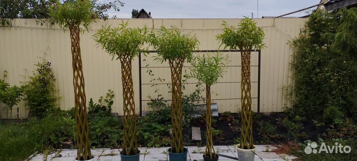 Живые плетёные деревья Ивы