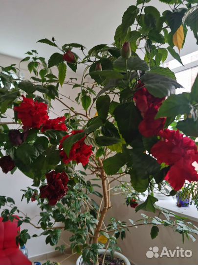 Черенки Гибискуса махрового красный