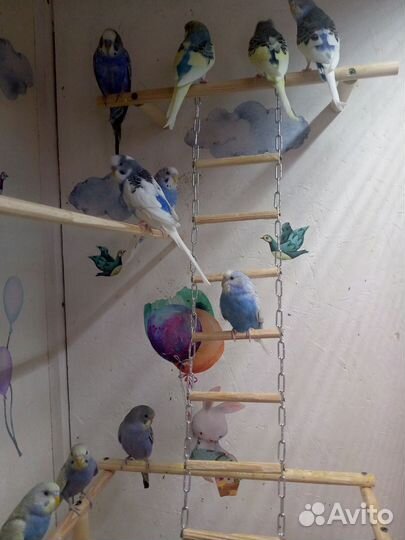 Птенцы волнистого попугая