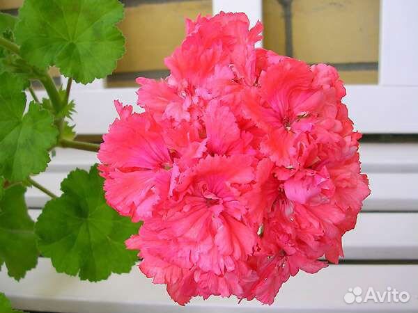 Пеларгония Diana Palmer