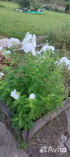 Куст флоксов