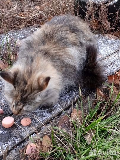 Кошки в добрые руки