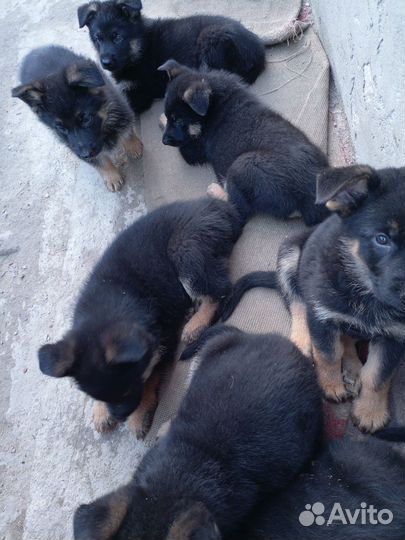 Собаки щенки