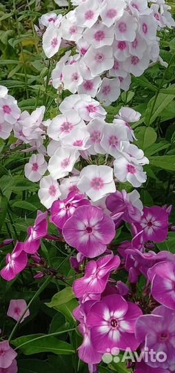 Многолетние садовые цветы (пионы,флоксы,астильба)