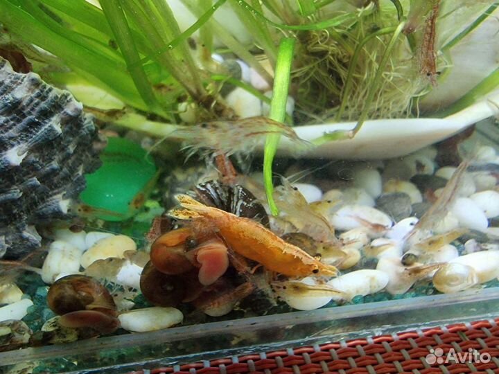 Креветки аквариумные, ассорти