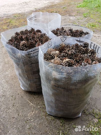 Шишки сосновые для декора, творчества