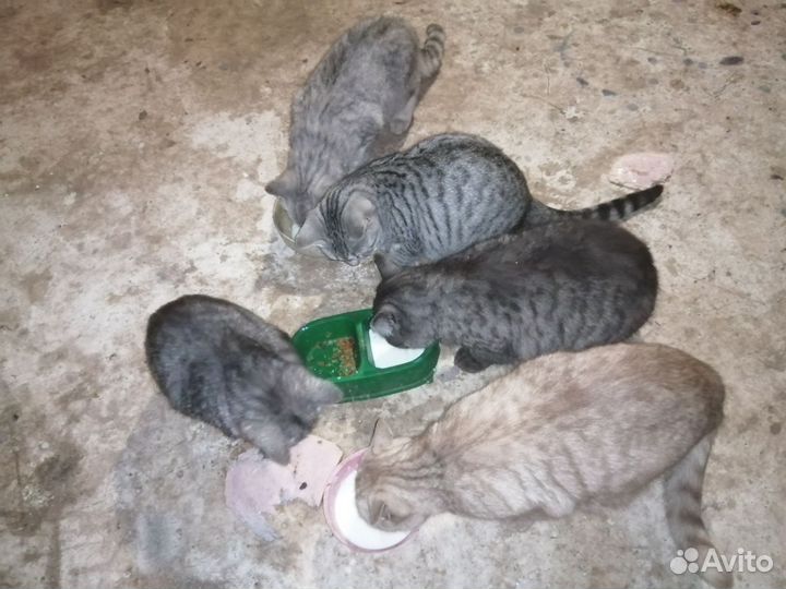 Котенок подросток