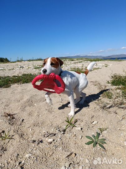 Парсон рассел терьер ищет невесту