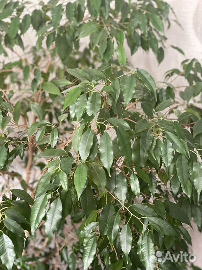 Фикус бенджамина большой