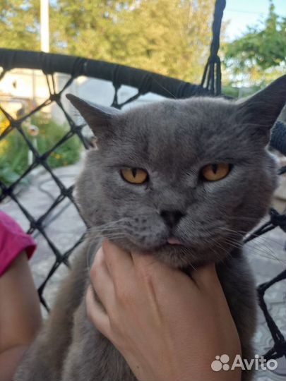 Британские котята