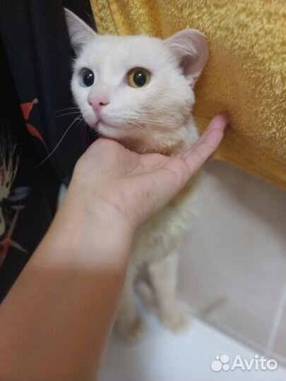 Молодой Кот в дар 8 мес