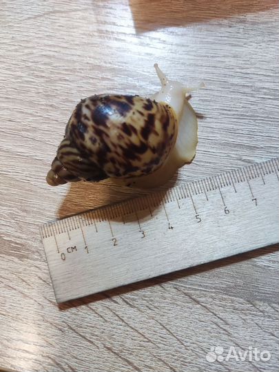 Улитки ахатины ретикулята альбино