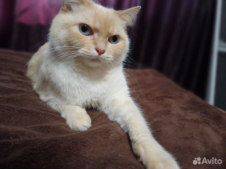 Коты в добрые руки