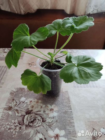 Пеларгония герань