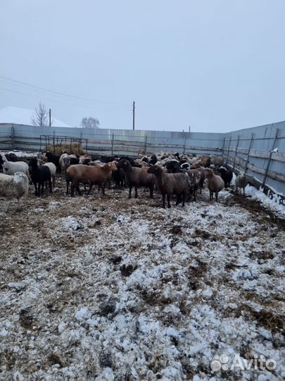 Овцы,бараны