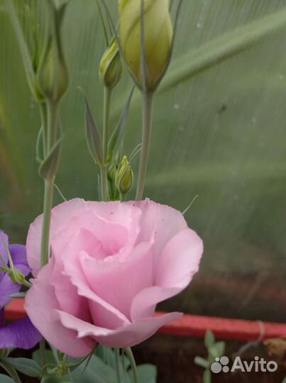 Семена эустомы