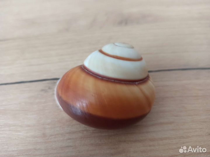 Морская раковина