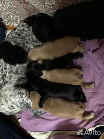 Собаки щенки спаниель