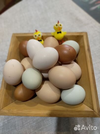 Яйца домашних кур для инкубации