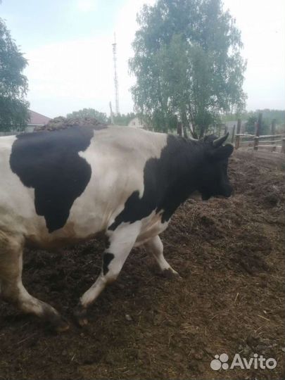 Продам быка 2 года можно на племя