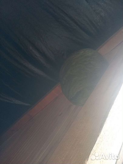 Уничтожение ос, шершней,гнезд