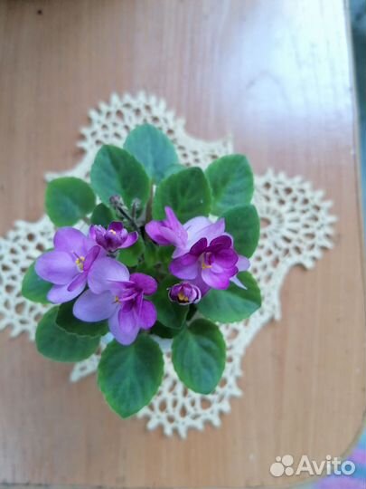 Мини фиалка