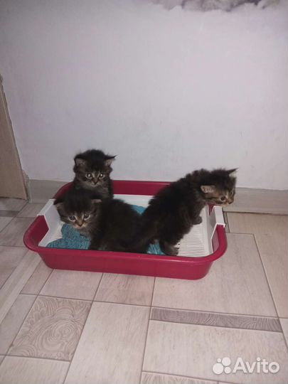 Сибирские котята