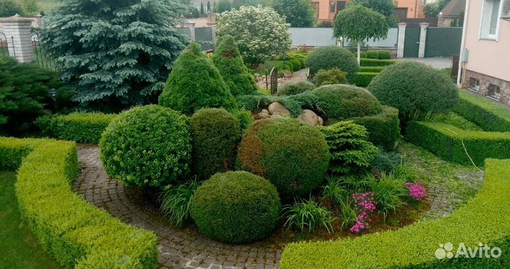 Обрезка туй и плодовых Спилить дерево Садовник