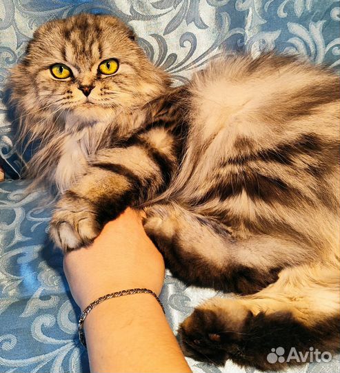 Шотландская вислоухая кошка с документами