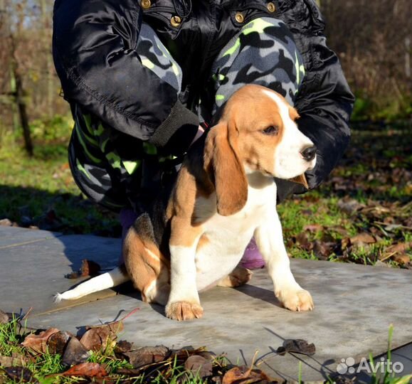 Щенки бигль