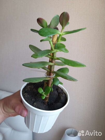 Комнатные растения цветы бесплатно