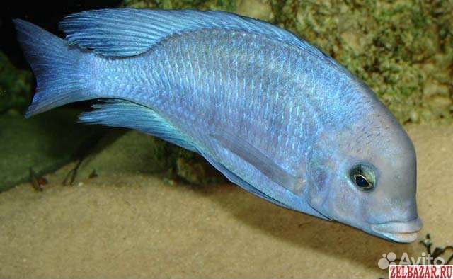 Цихлида дельфин