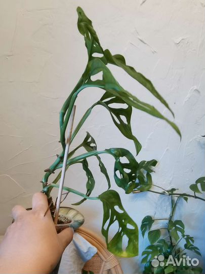Монстера манки маск, минима лиана