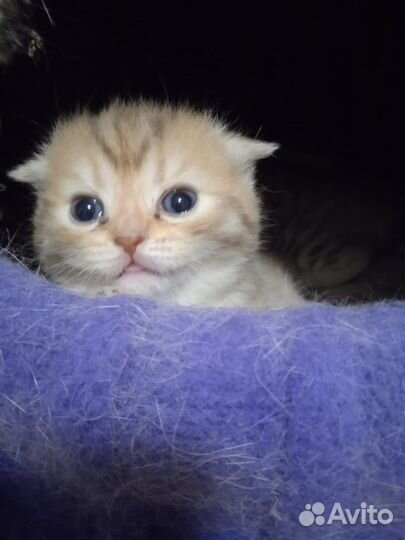 Шотландские котята