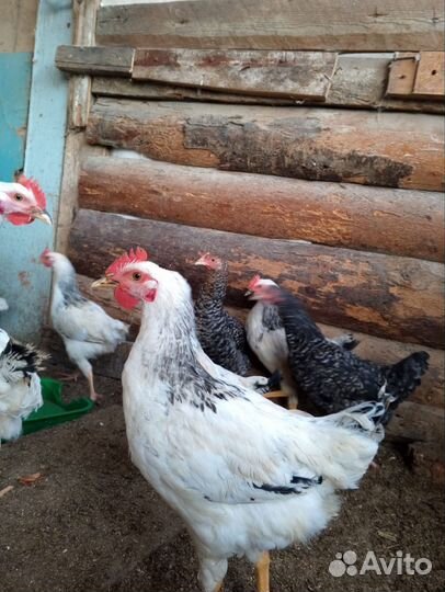 Петушки молодые