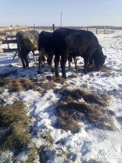 Быки - оптом