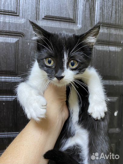 Черно- белый красавчик