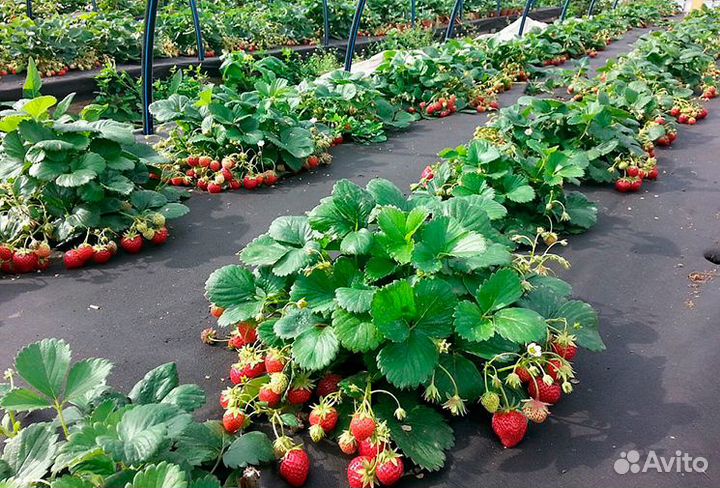 Клубника рассада ремонтантная