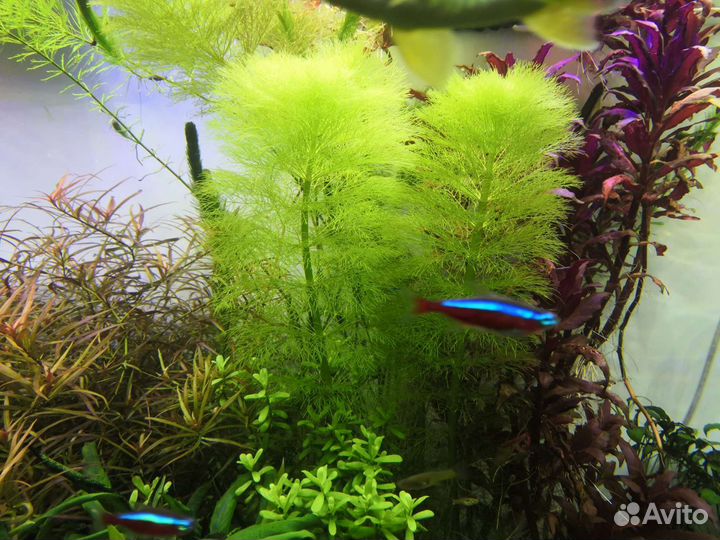 Аквариумные растения