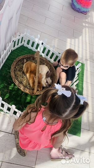 Декоративные кролики