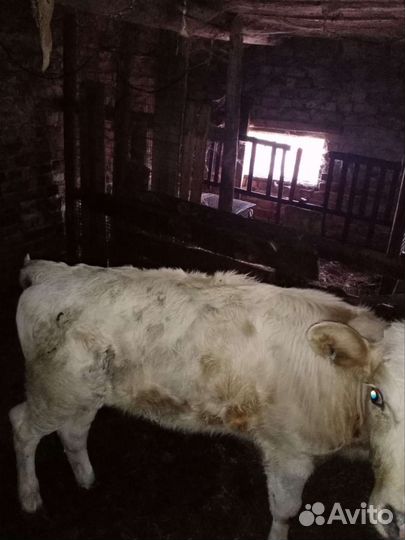 Продам телочку