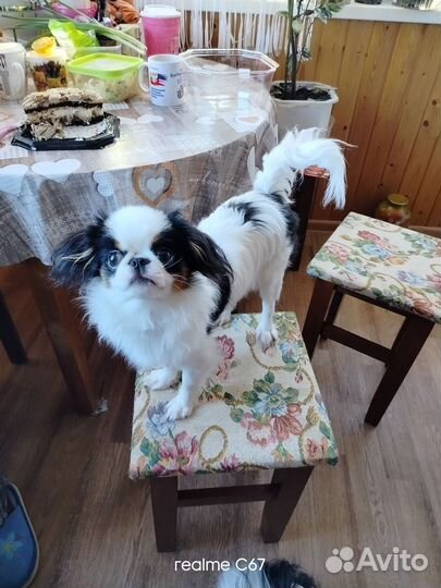 Продается щенок японского хина