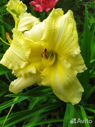 Сортовые лилейники