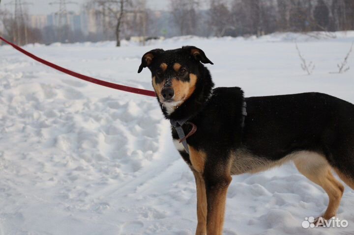 Собака в добрые руки