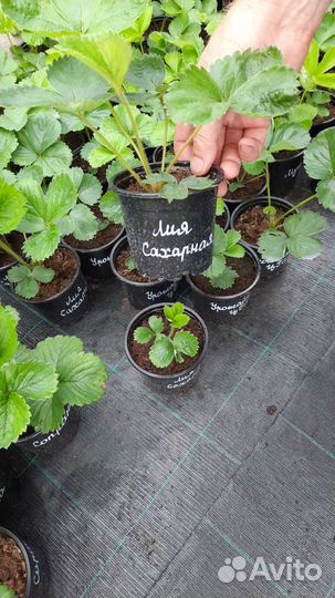 Саженцы клубники