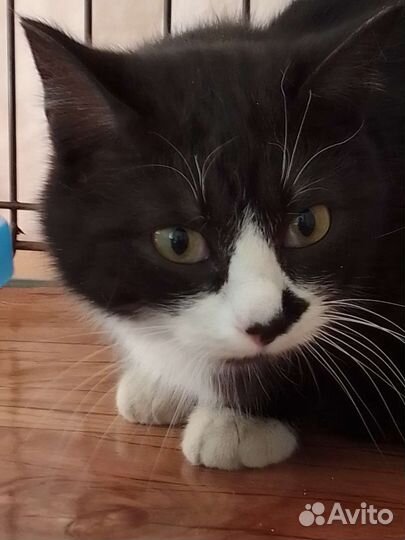 Кот