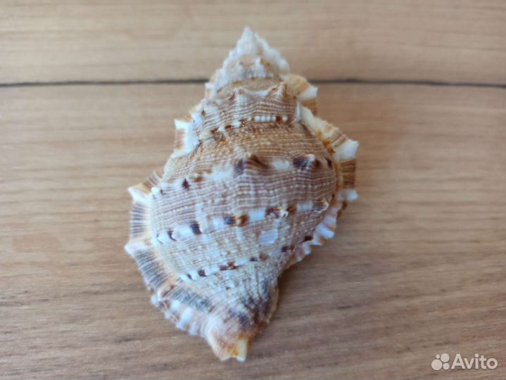 Морская раковина